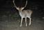 deer-2013