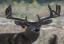 white-tail