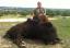 buffalo